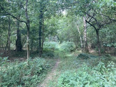 Kingcombe DT2 Woodland for sale – £79,000