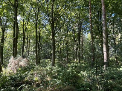 Goldsborough, Knaresborough, North Yorkshire HG5 Woodland for sale – £139,000