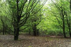 Dinas, Trelech, Carmarthenshire SA33 Woodland for sale – £45,000